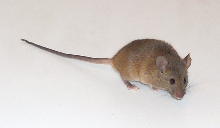 Souris domestique